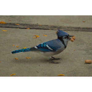 My yard is a menagerie.  I could shoot out there every day.