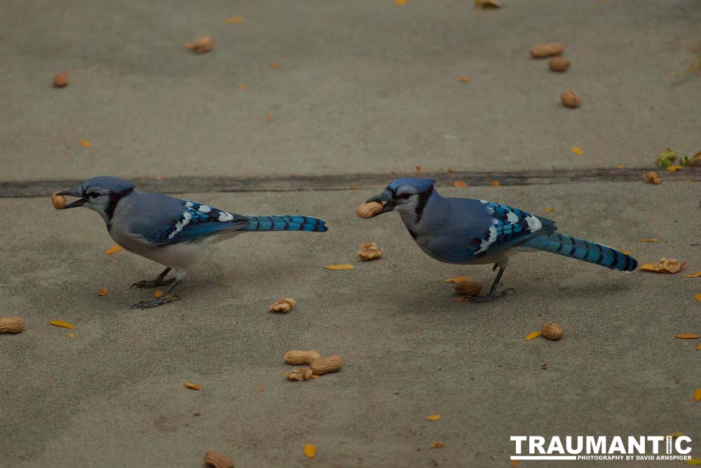 My yard is a menagerie.  I could shoot out there every day.