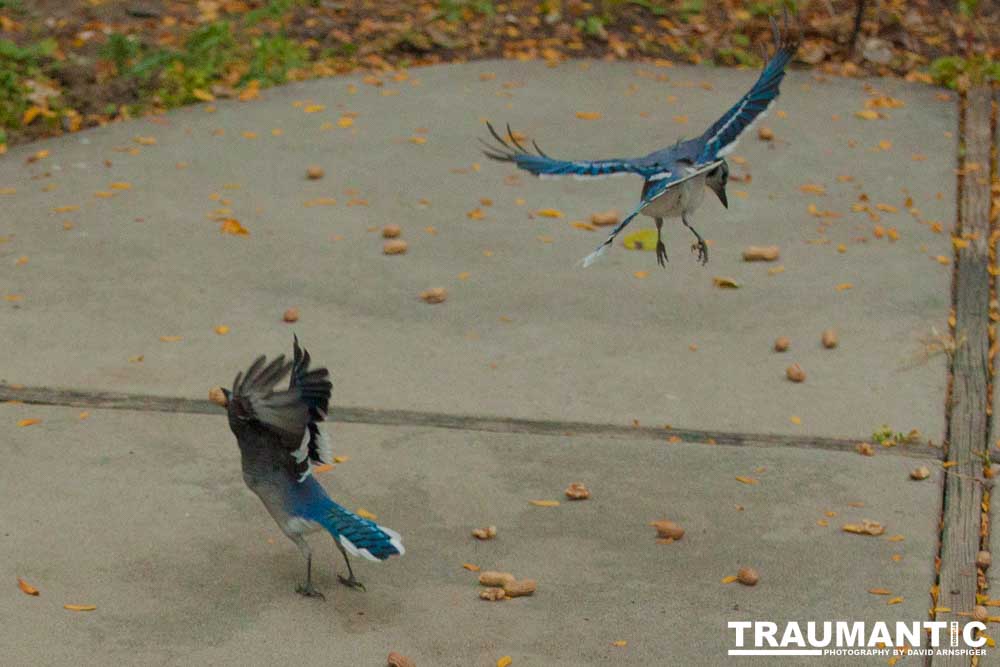 My yard is a menagerie.  I could shoot out there every day.