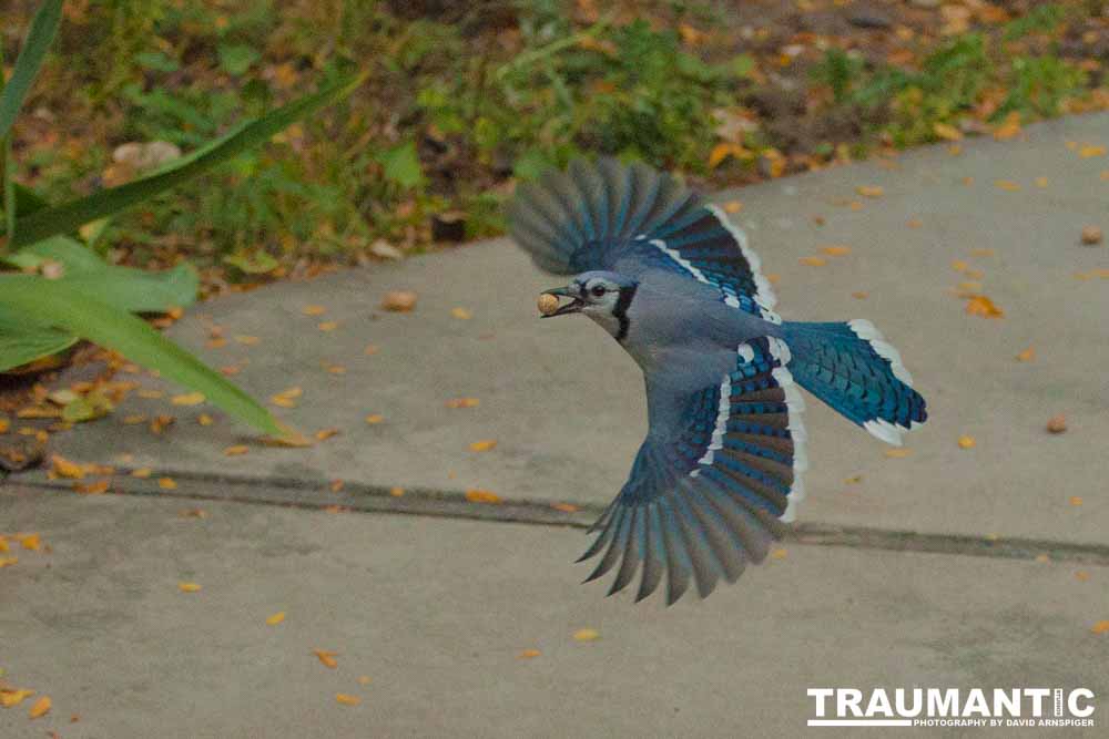 My yard is a menagerie.  I could shoot out there every day.