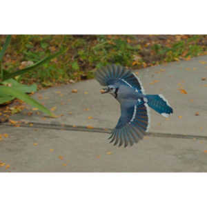 My yard is a menagerie.  I could shoot out there every day.