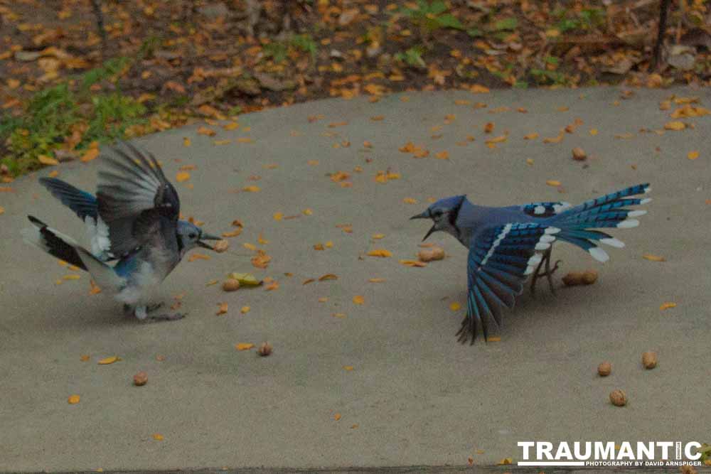 My yard is a menagerie.  I could shoot out there every day.