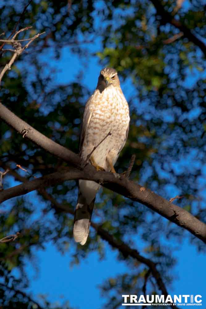 This morning a hawk was hunting our local squirrels and bluejays.