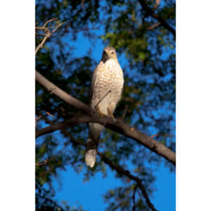 This morning a hawk was hunting our local squirrels and bluejays.