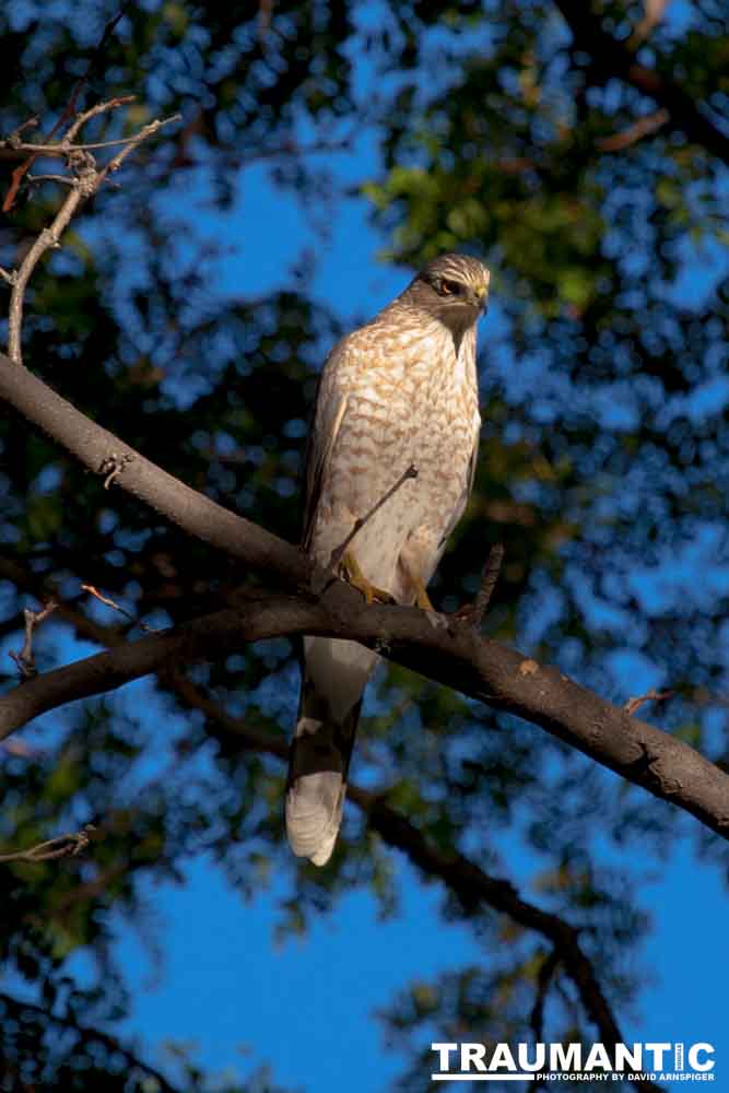 This morning a hawk was hunting our local squirrels and bluejays.