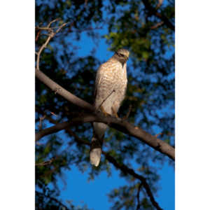 This morning a hawk was hunting our local squirrels and bluejays.