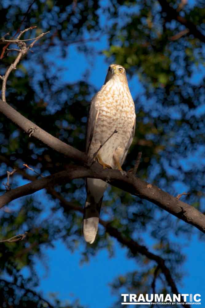 This morning a hawk was hunting our local squirrels and bluejays.