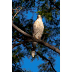 This morning a hawk was hunting our local squirrels and bluejays.