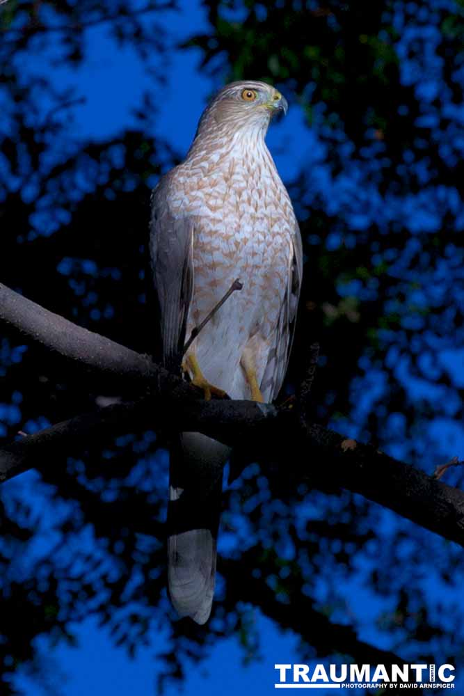 This morning a hawk was hunting our local squirrels and bluejays.