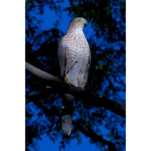 This morning a hawk was hunting our local squirrels and bluejays.