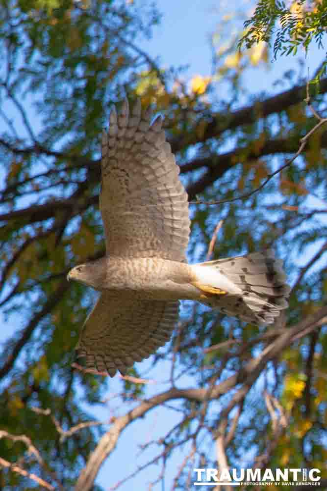 This morning a hawk was hunting our local squirrels and bluejays.