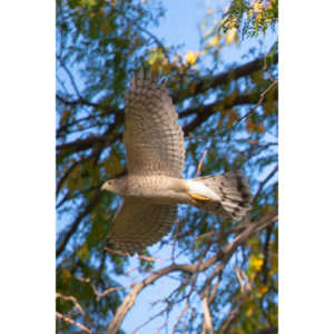 This morning a hawk was hunting our local squirrels and bluejays.