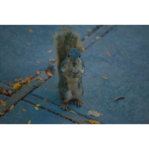 The cute squirrel.