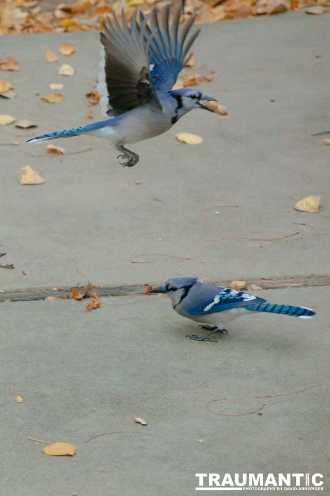 Another day of practicing on the denizens of my backyard.