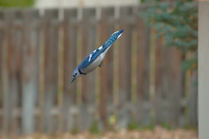 Another day of practicing on the denizens of my backyard.