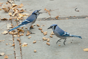 Another day of practicing on the denizens of my backyard.