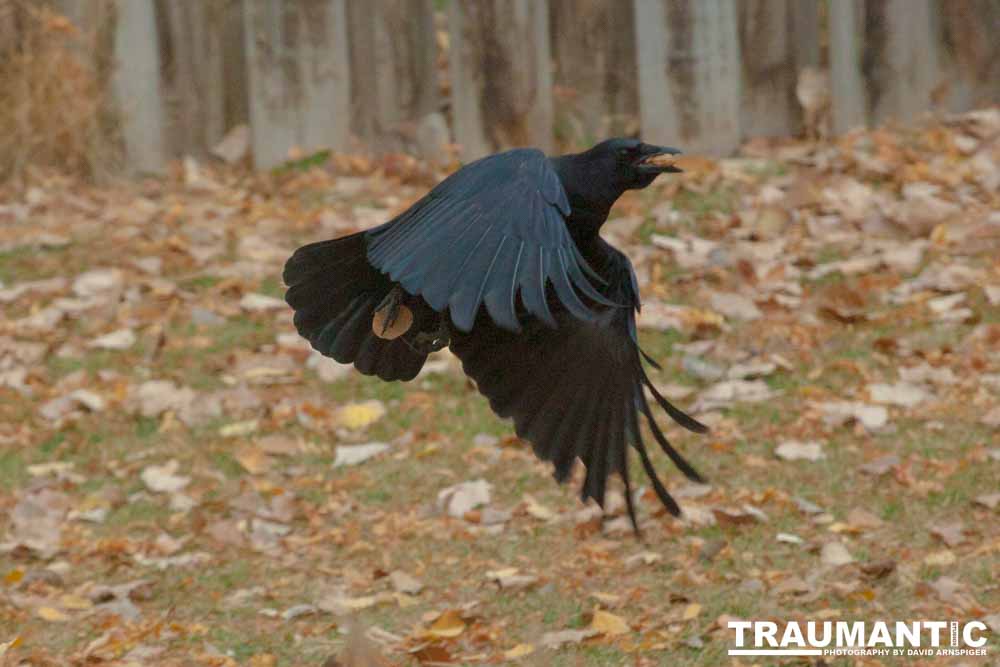 Another day of practicing on the denizens of my backyard.