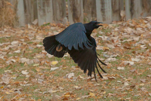 Another day of practicing on the denizens of my backyard.