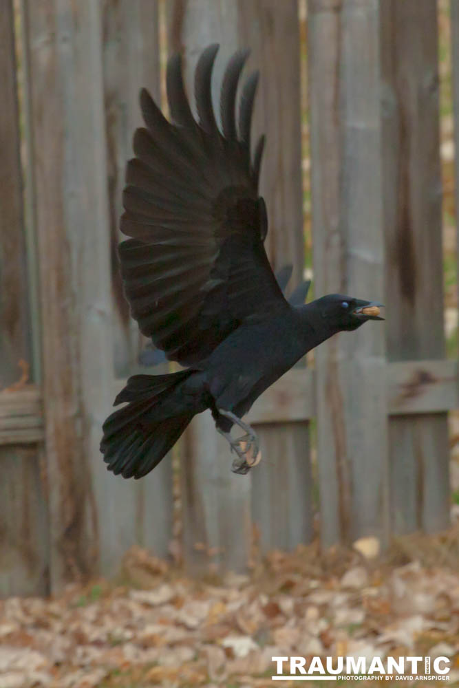 Another day of practicing on the denizens of my backyard.