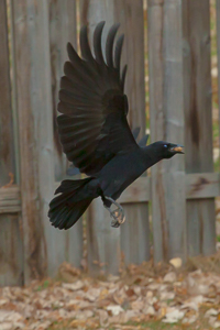 Another day of practicing on the denizens of my backyard.