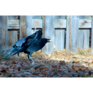 I have a love hate relationship with photographing crows.  They are usually out too early to get them in good light.  Things have changed.