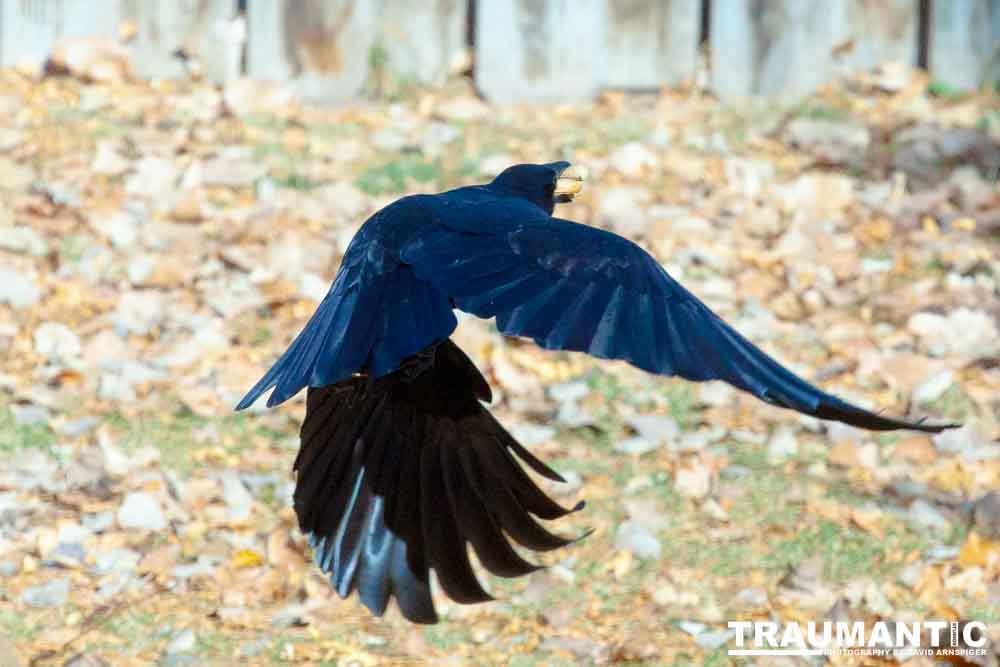 I have a love hate relationship with photographing crows.  They are usually out too early to get them in good light.  Things have changed.