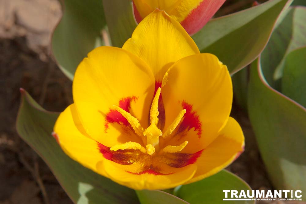 Tulips signal the arrival of Spring in my yard.