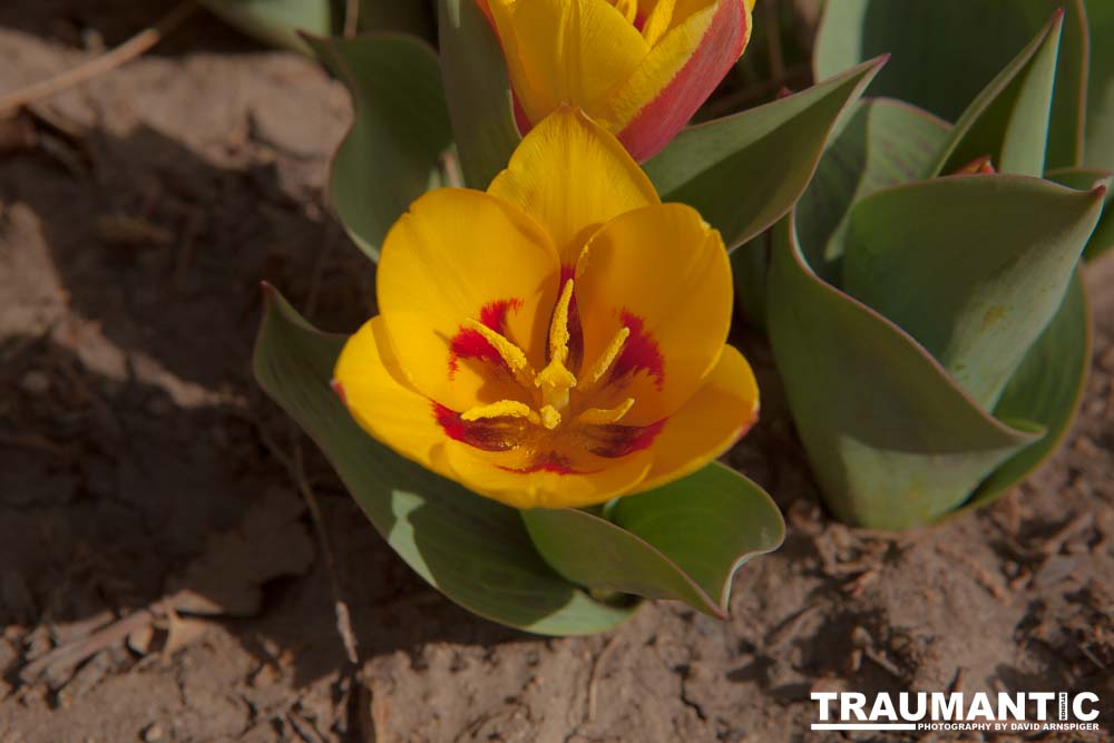 Tulips signal the arrival of Spring in my yard.