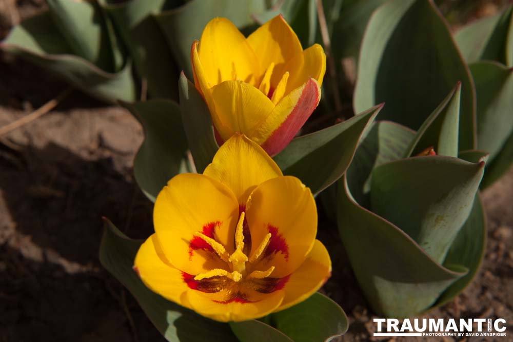 Tulips signal the arrival of Spring in my yard.