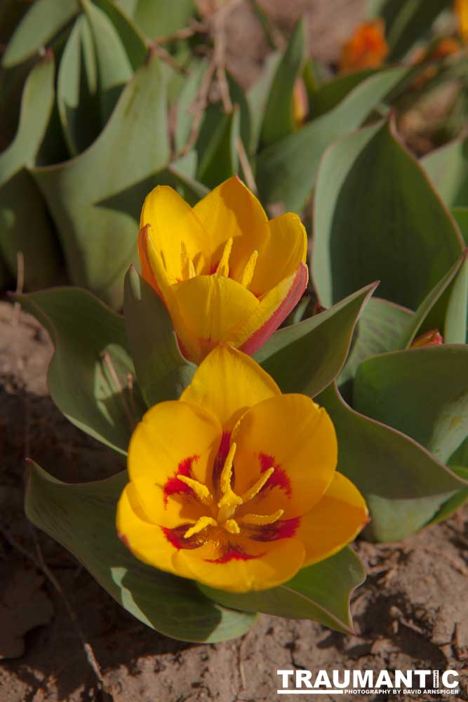 Tulips signal the arrival of Spring in my yard.