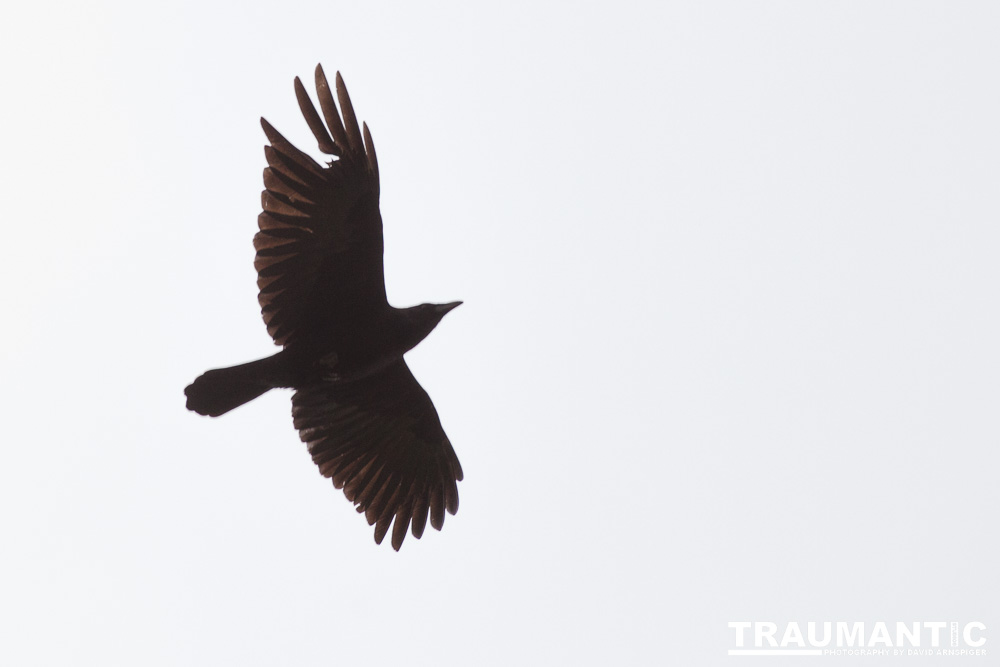 Standing in a park, saw this big guy fly over.