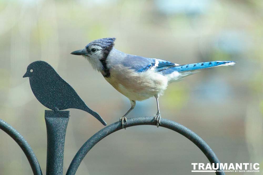 Most mornings there is a Bluejay ready to pose.