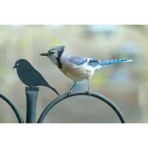 Most mornings there is a Bluejay ready to pose.