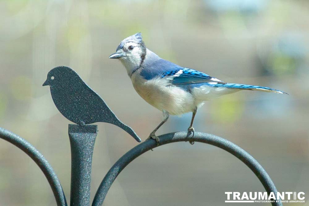 Most mornings there is a Bluejay ready to pose.