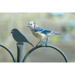 Most mornings there is a Bluejay ready to pose.