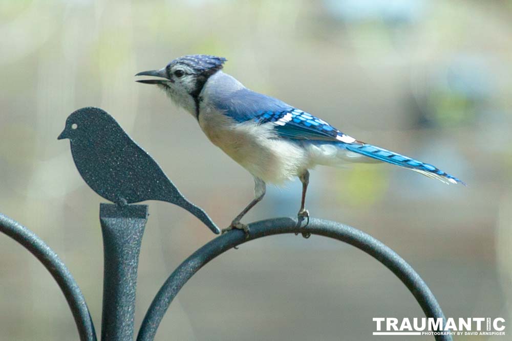 Most mornings there is a Bluejay ready to pose.