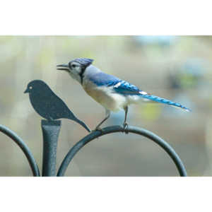 Most mornings there is a Bluejay ready to pose.