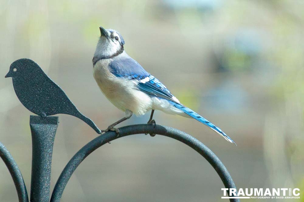 Most mornings there is a Bluejay ready to pose.