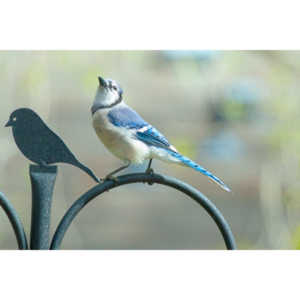 Most mornings there is a Bluejay ready to pose.