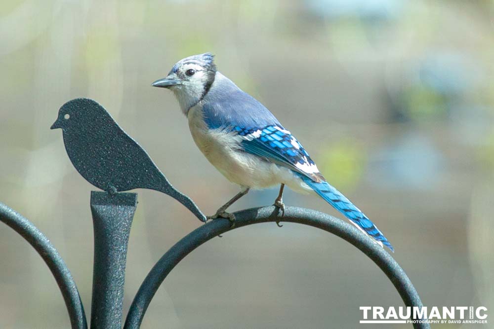 Most mornings there is a Bluejay ready to pose.