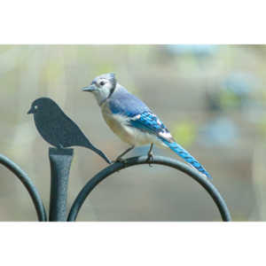 Most mornings there is a Bluejay ready to pose.