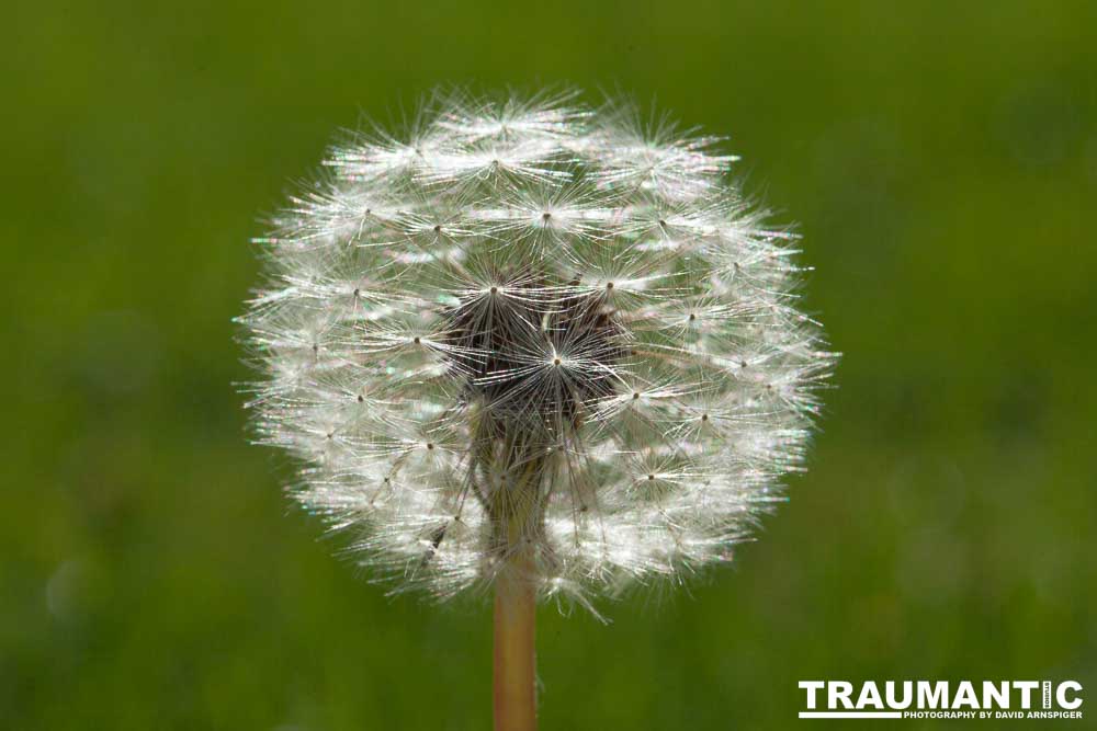 I like to practice focusing on delicate things like Dandelions.