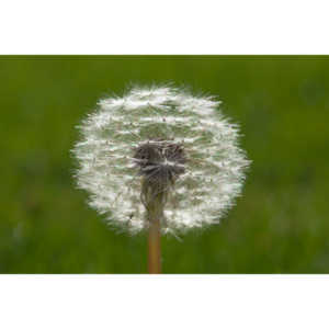 I like to practice focusing on delicate things like Dandelions.