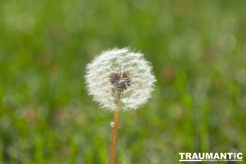 I like to practice focusing on delicate things like Dandelions.