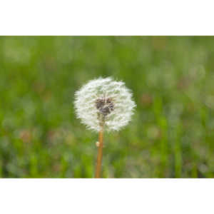 I like to practice focusing on delicate things like Dandelions.