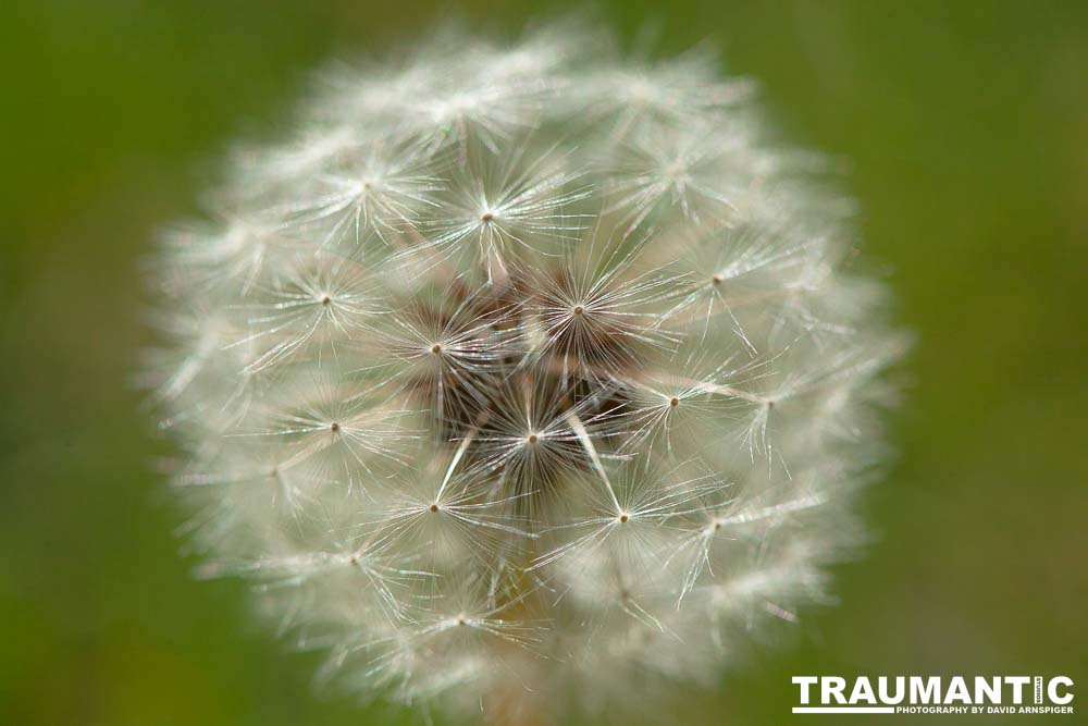 I like to practice focusing on delicate things like Dandelions.