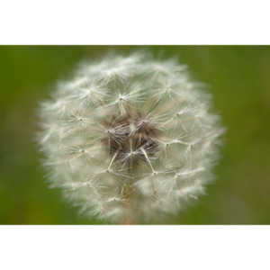 I like to practice focusing on delicate things like Dandelions.