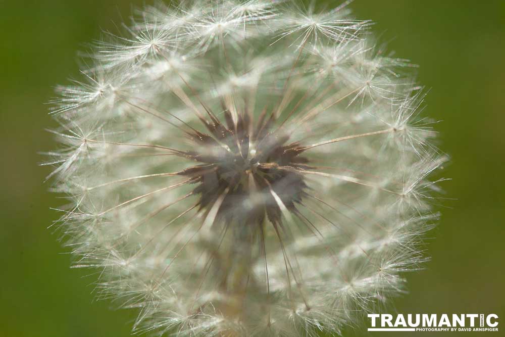 I like to practice focusing on delicate things like Dandelions.