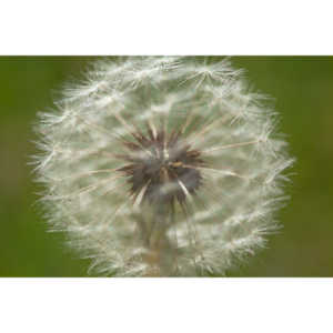 I like to practice focusing on delicate things like Dandelions.