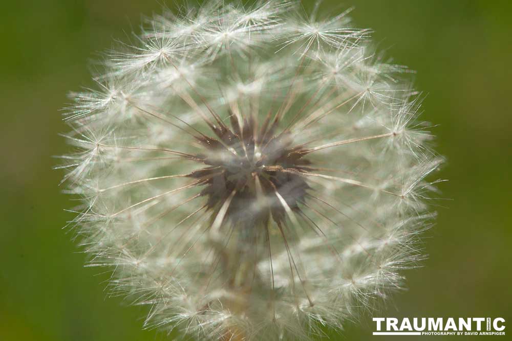 I like to practice focusing on delicate things like Dandelions.